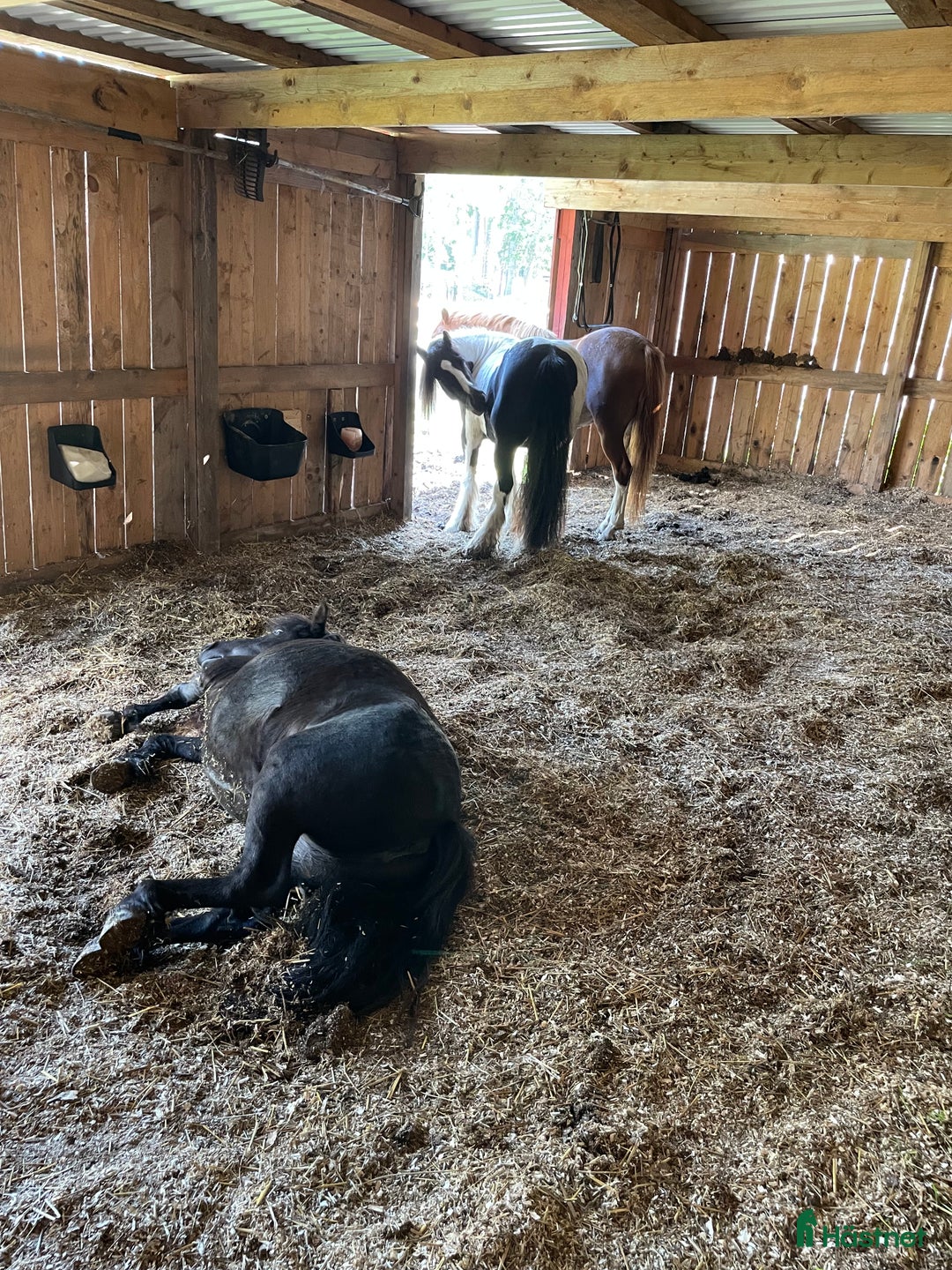  stallplats finnes: Lösdrift i Riala - Annons 2