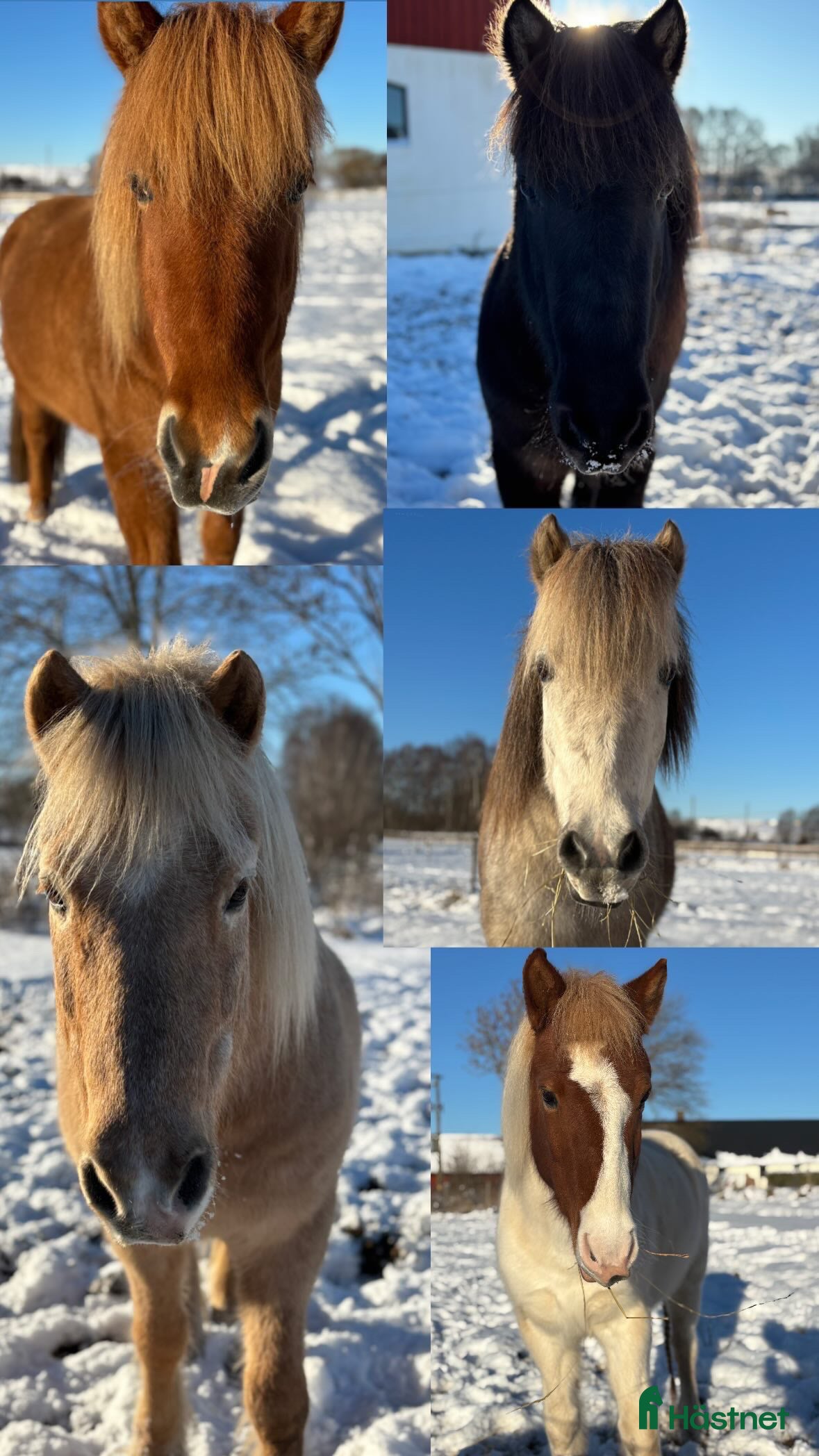  hästjobb Stallhjäp sökes  i Munka-ljungby - Annons 10