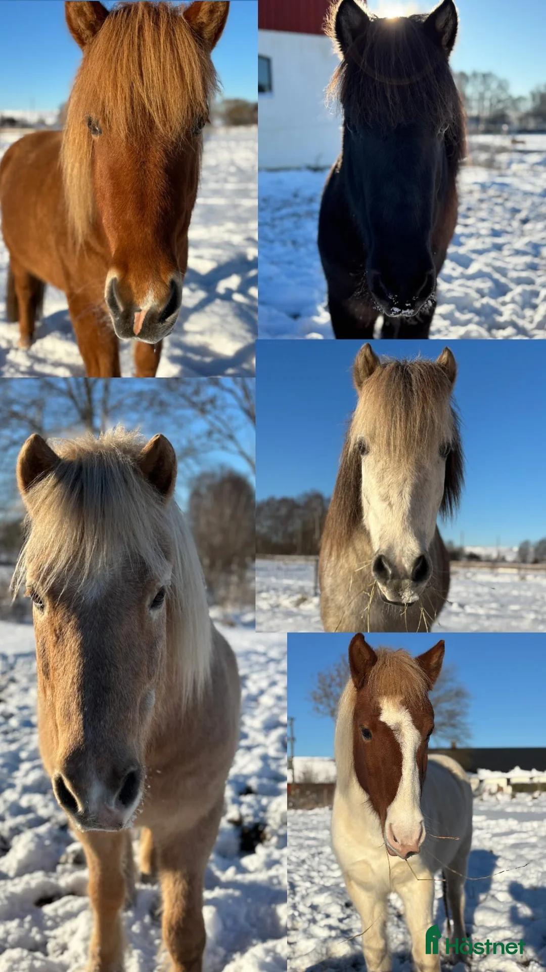  hästjobb finnes: Stallhjäp sökes  i Munka-ljungby - Annons 1