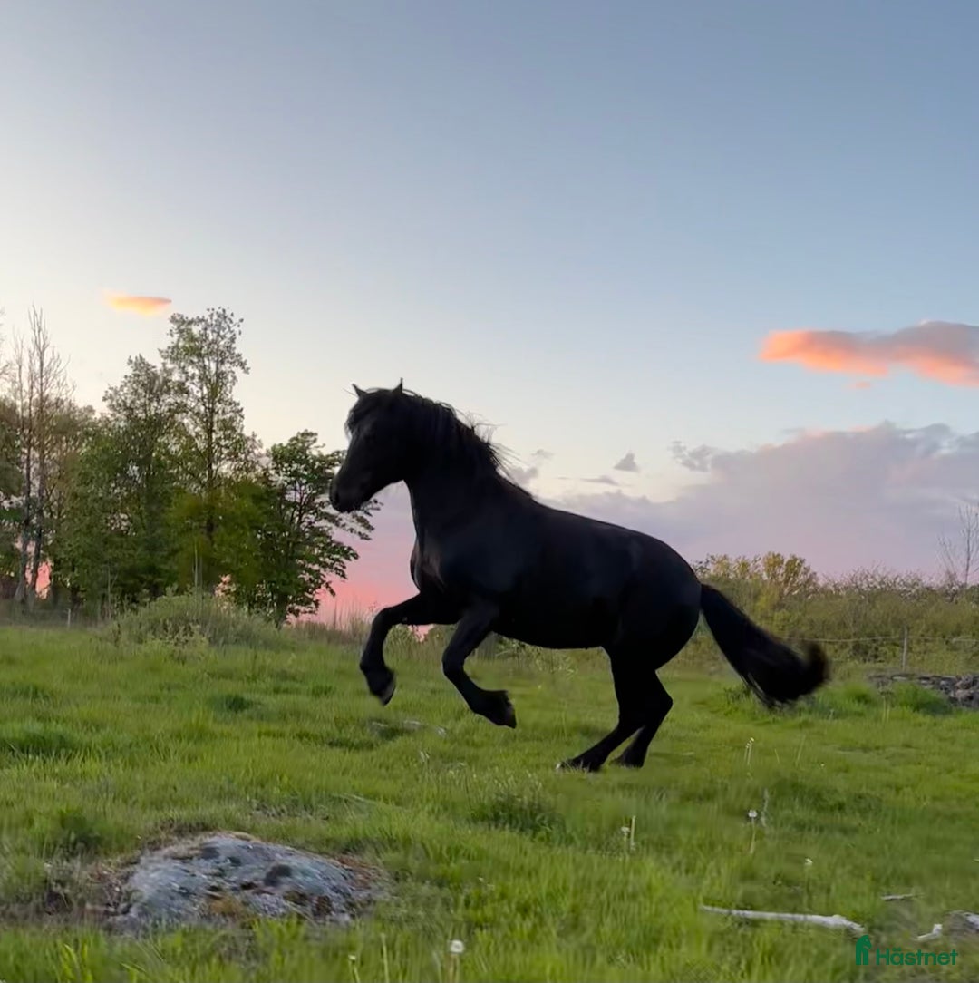  foderhäst finnes: Kallblod söker fodervärd i Göteborg - Annons 8