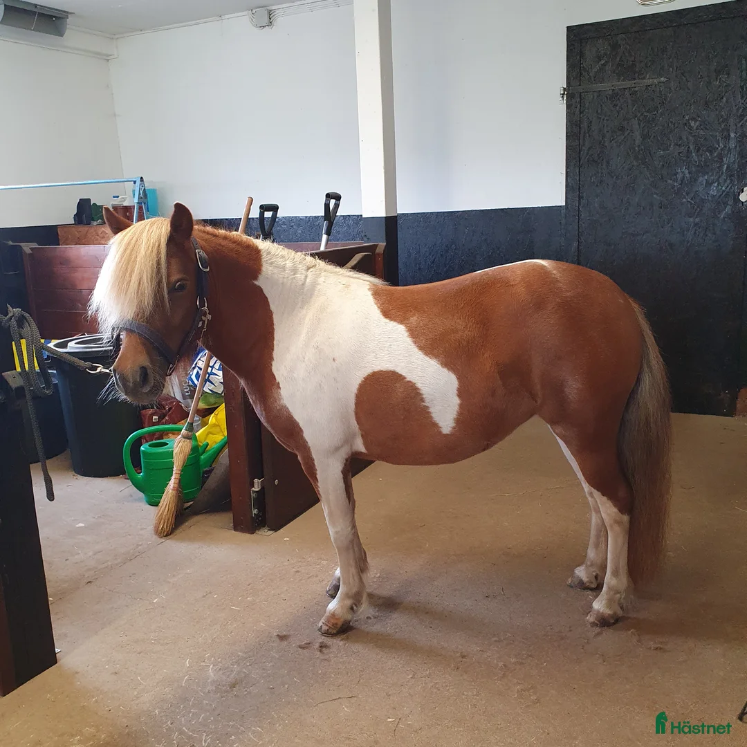 Utställning hästar till salu: Vackert avelssto! i Vetlanda - Annons 1