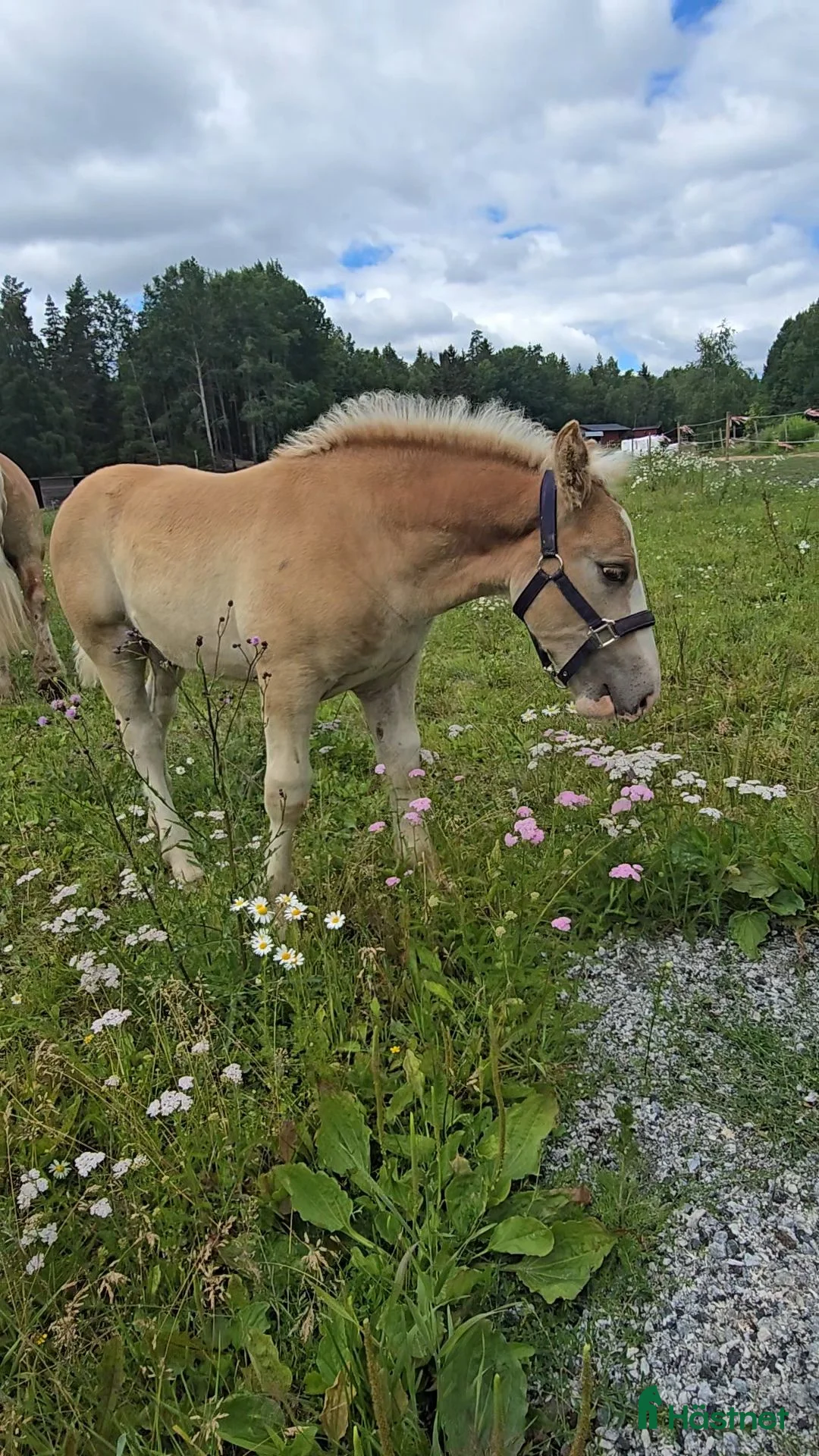  foderhäst finnes: 🐴Fodervärd sökes till Ardennerhingst 🐴  - Annons 2