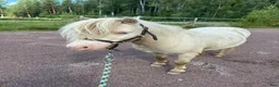 Allround hästar till salu: Minishettis  - Annons 1