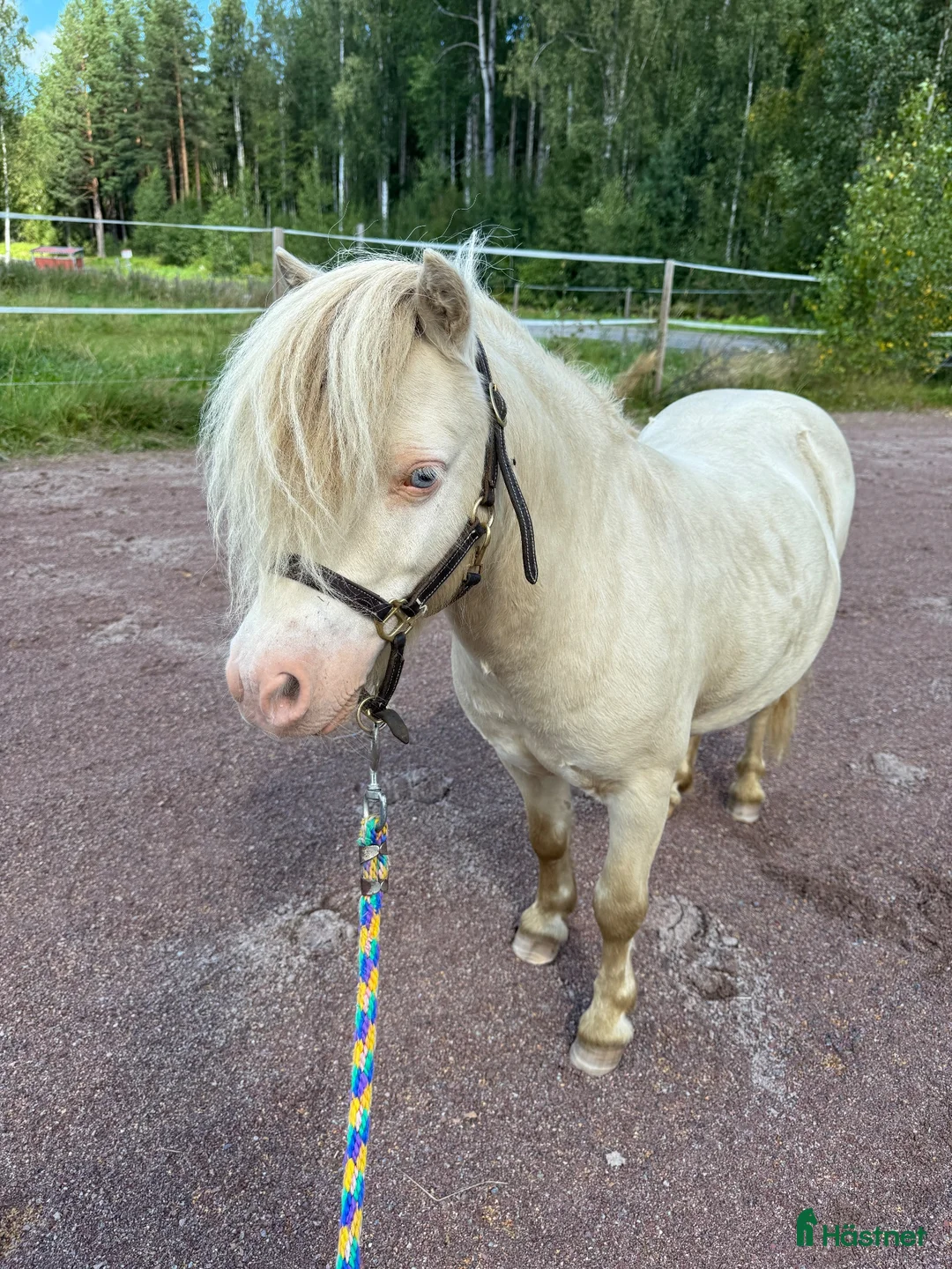 Allround hästar till salu: Minishettis  - Annons 1