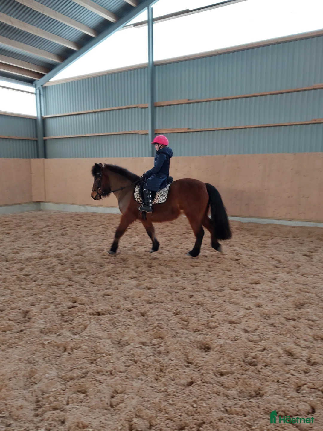 Island hästar till salu: Avelssto i Älvkarleby - Annons 2