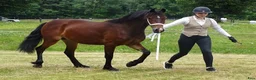 Allround hästar till salu: Welsh Cob-sto med kvalitet, stam & framtid🌟 - Annons 2