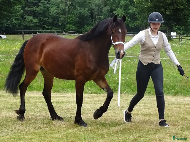 hästar till salu: Welsh Cob-sto med kvalitet, stam & framtid🌟 - Annons 1