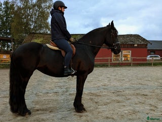 medryttarhäst sökes: Medryttarhäst/skötare sökes i Vagnhärad - Annons 1