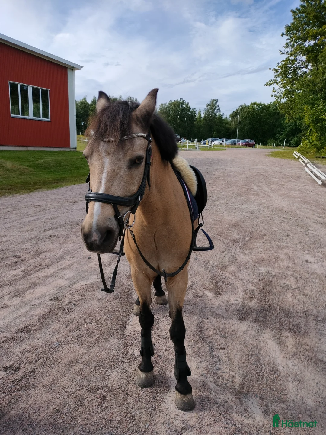 Allround hästar till salu: Maxad b-ponny - Annons 1