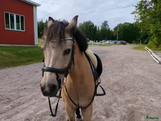 hästar Maxad b-ponny - Annons 3