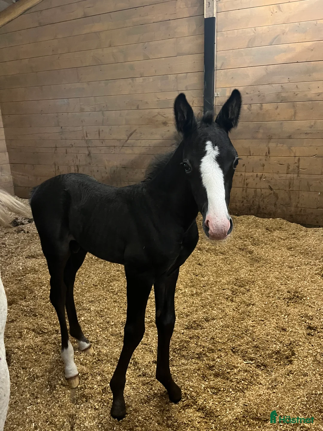 Dressyr hästar till salu: Føll til salgs - Annons 5