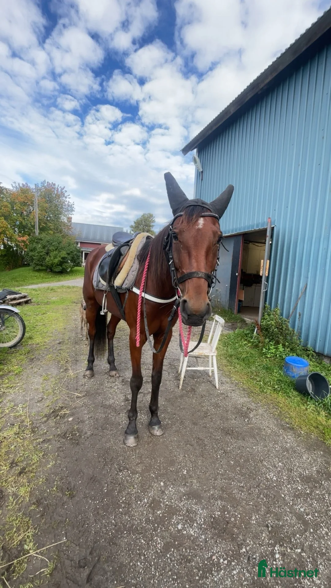 Allround hästar till salu: Fina Majsan söker nytt hem🩷 - Annons 2