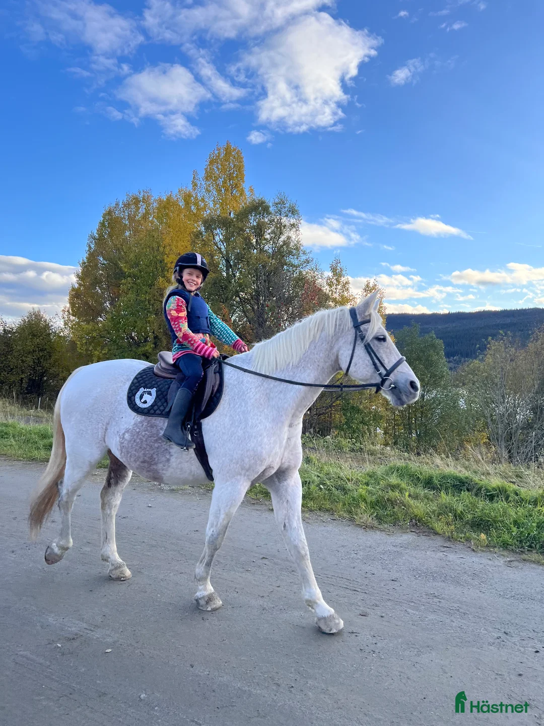 Allround hästar till salu: Vacker herre med hjärta av guld.  i Åre - Annons 9