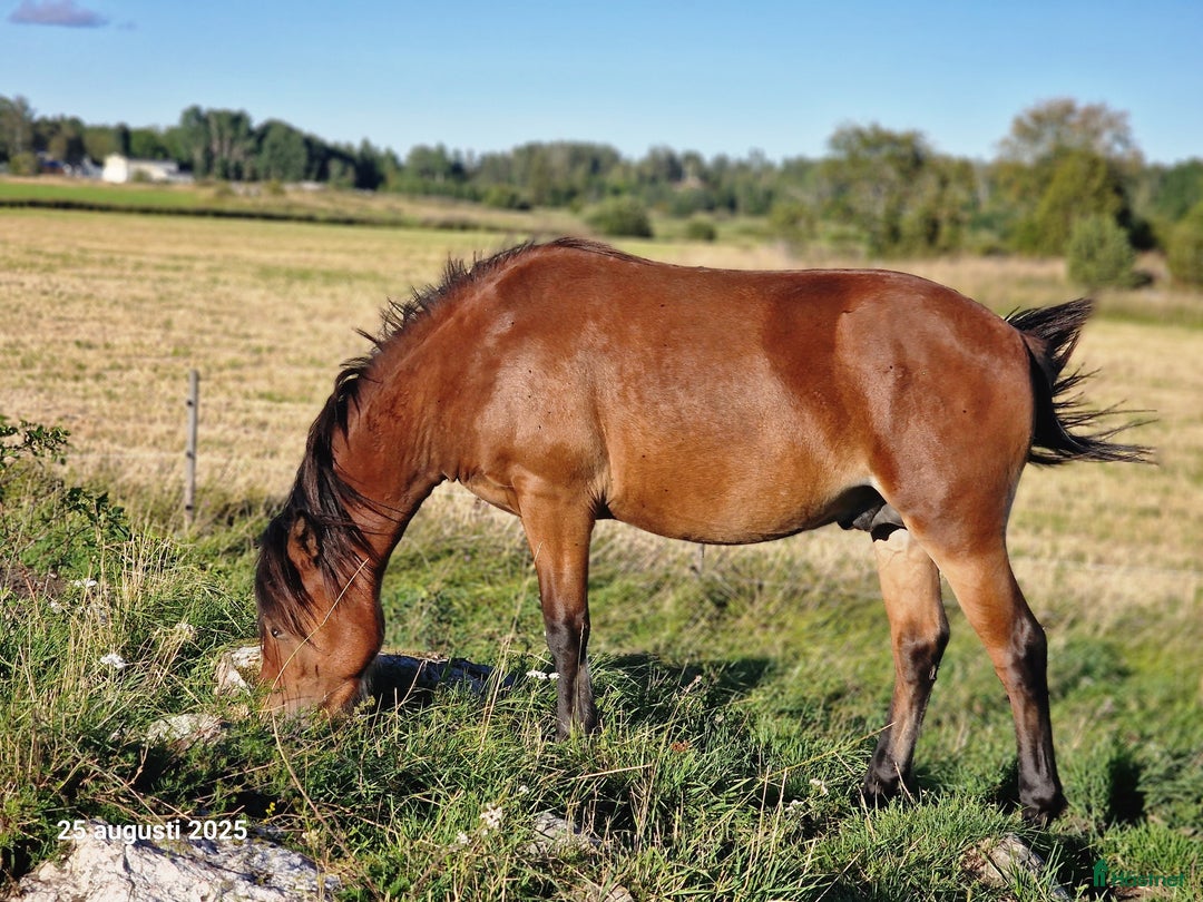 Trav hästar till salu: russ hingst 1år i Östhammar - Annons 3