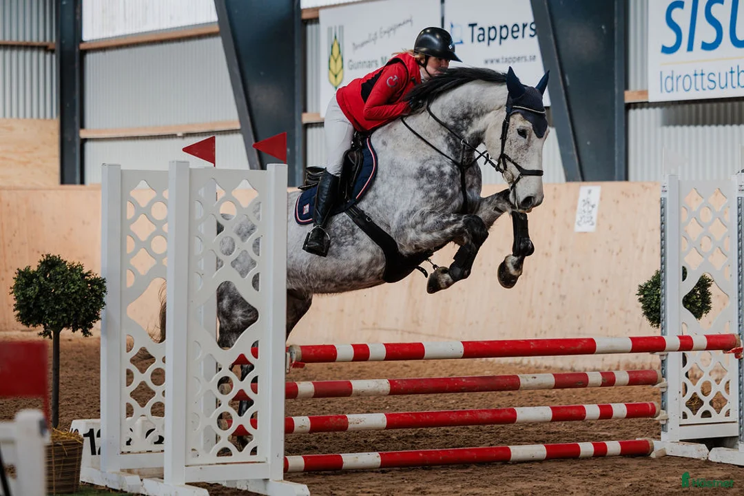 Hoppning hästar till salu: Lyxig allround häst! i Vedum - Annons 1