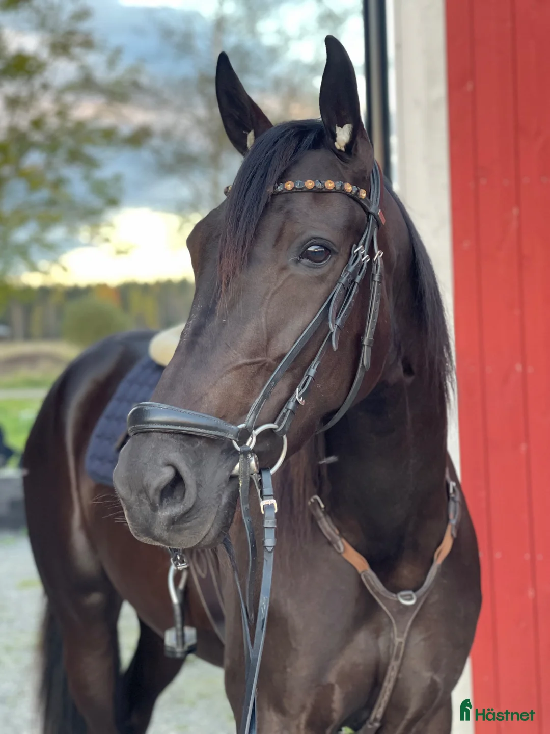 Trav hästar till salu: Välstammat Avelssto i Hedesunda - Annons 2