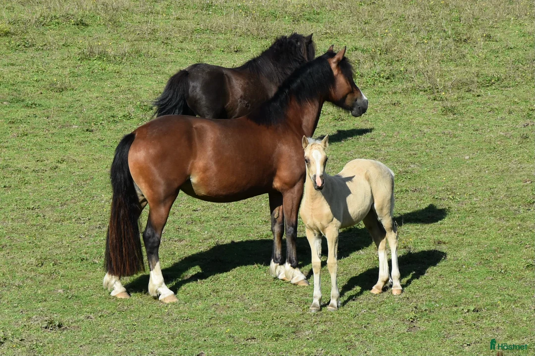 Allround hästar till salu: Femårigt welsh cob sto med framtiden för sig i Partille - Annons 10