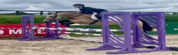 Hoppning hästar till salu: 5yr old 148 Connemara mare, record to 1m i Stockholm - Annons 4