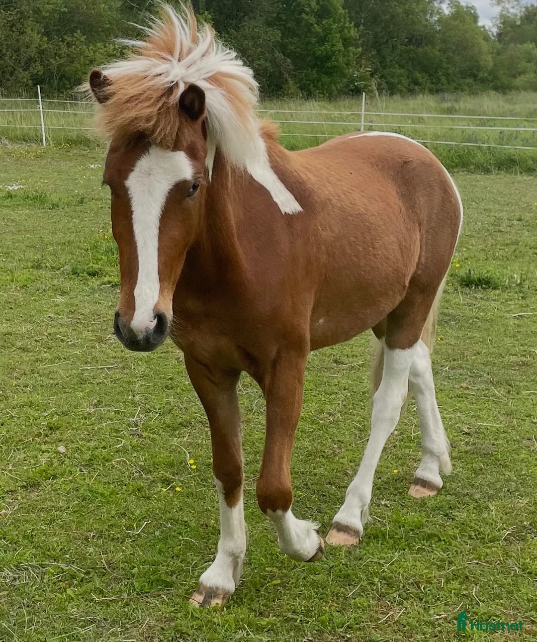 Island hästar till salu: Lovande unghäst med stor potential i Visby - Annons 1