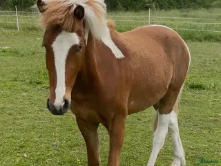 hästar Lovande unghäst med stor potential - Annons 3