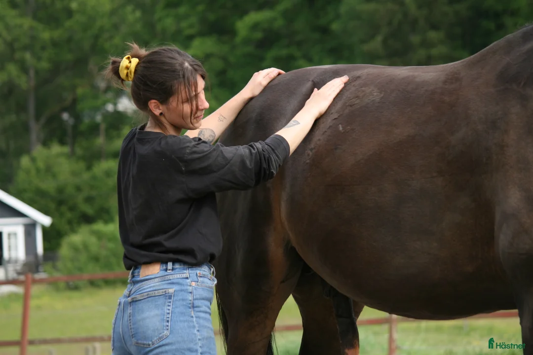  hästservice finnes: Equiterapi & Lymfdränage - Annons 3