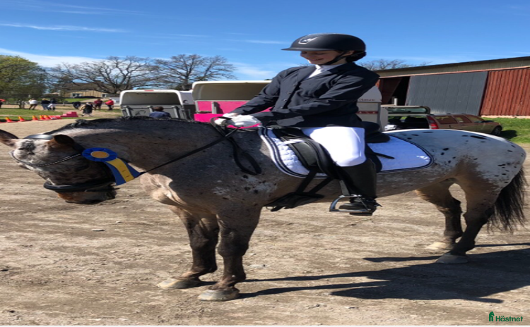  foderhäst i Täby - Annons 15