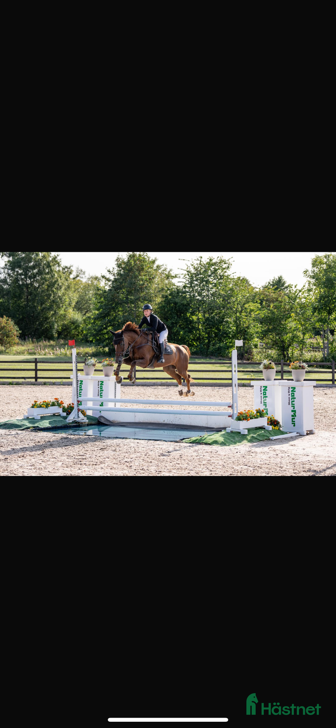 Hoppning hästar till salu: Fantastisk spranghest i Vesterøy - Annons 1