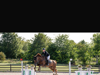 hästar Fantastisk spranghest i Vesterøy - Annons 3