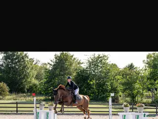 hästar Fantastisk spranghest i Vesterøy - Annons 18