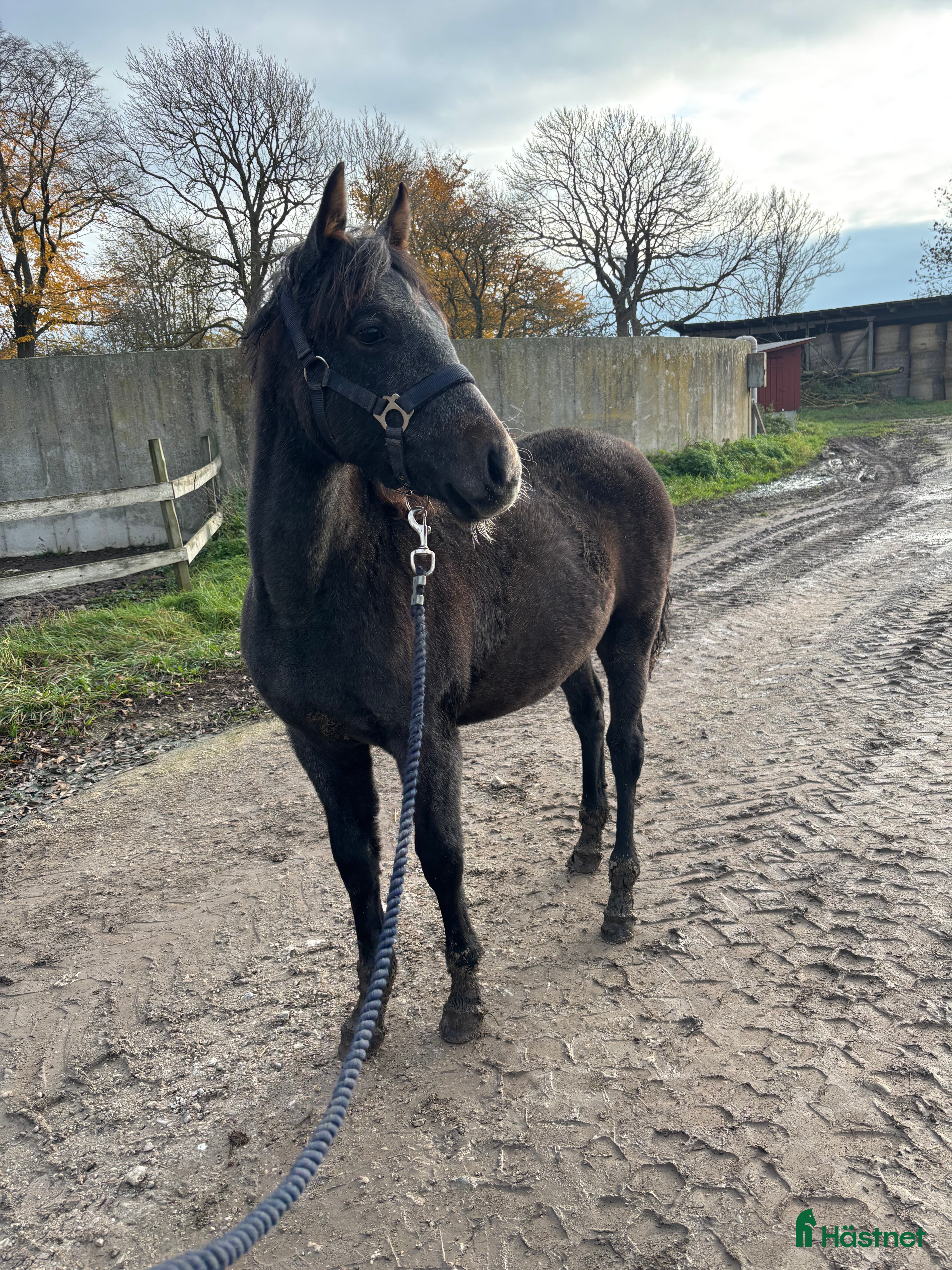  hästar PRE-korsning  i Havdhem - Annons 1