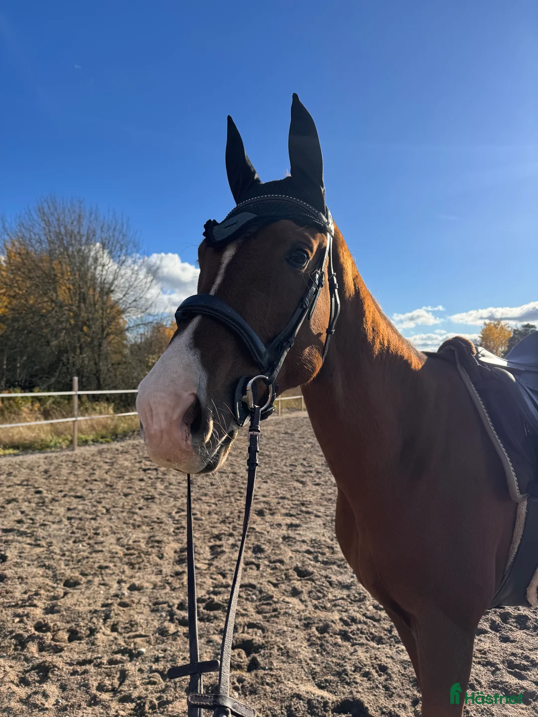 Dressyr hästar till salu: Världens finaste kille i Eksjö - Annons 1