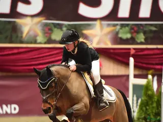 hästar Yndig kat. 2 pony med kapacitet - Annons 1