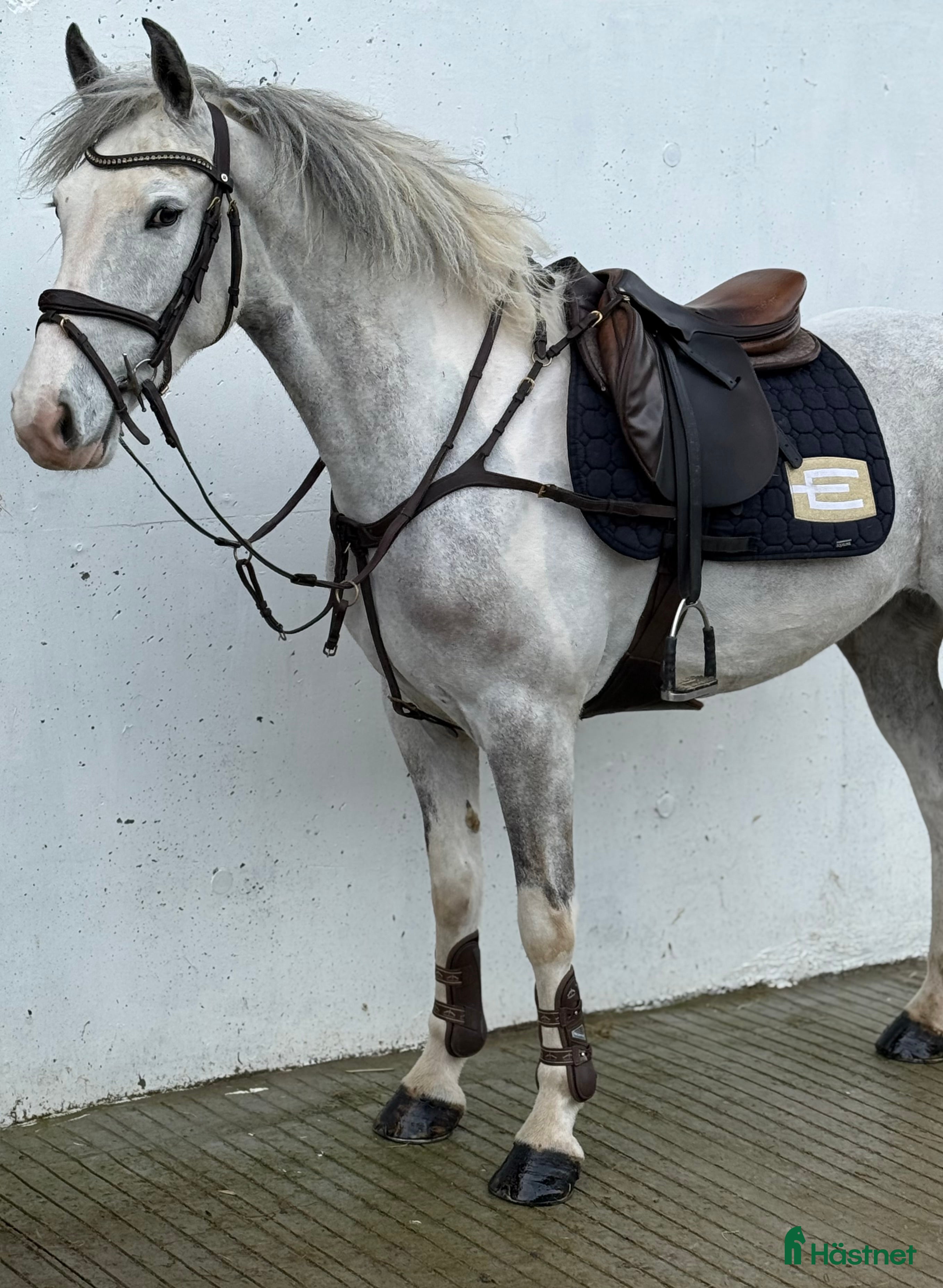  hästar Super cute 147cm Irish pony  - Annons 1