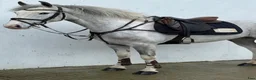 Allround hästar till salu: Super cute 147cm Irish pony  - Annons 1