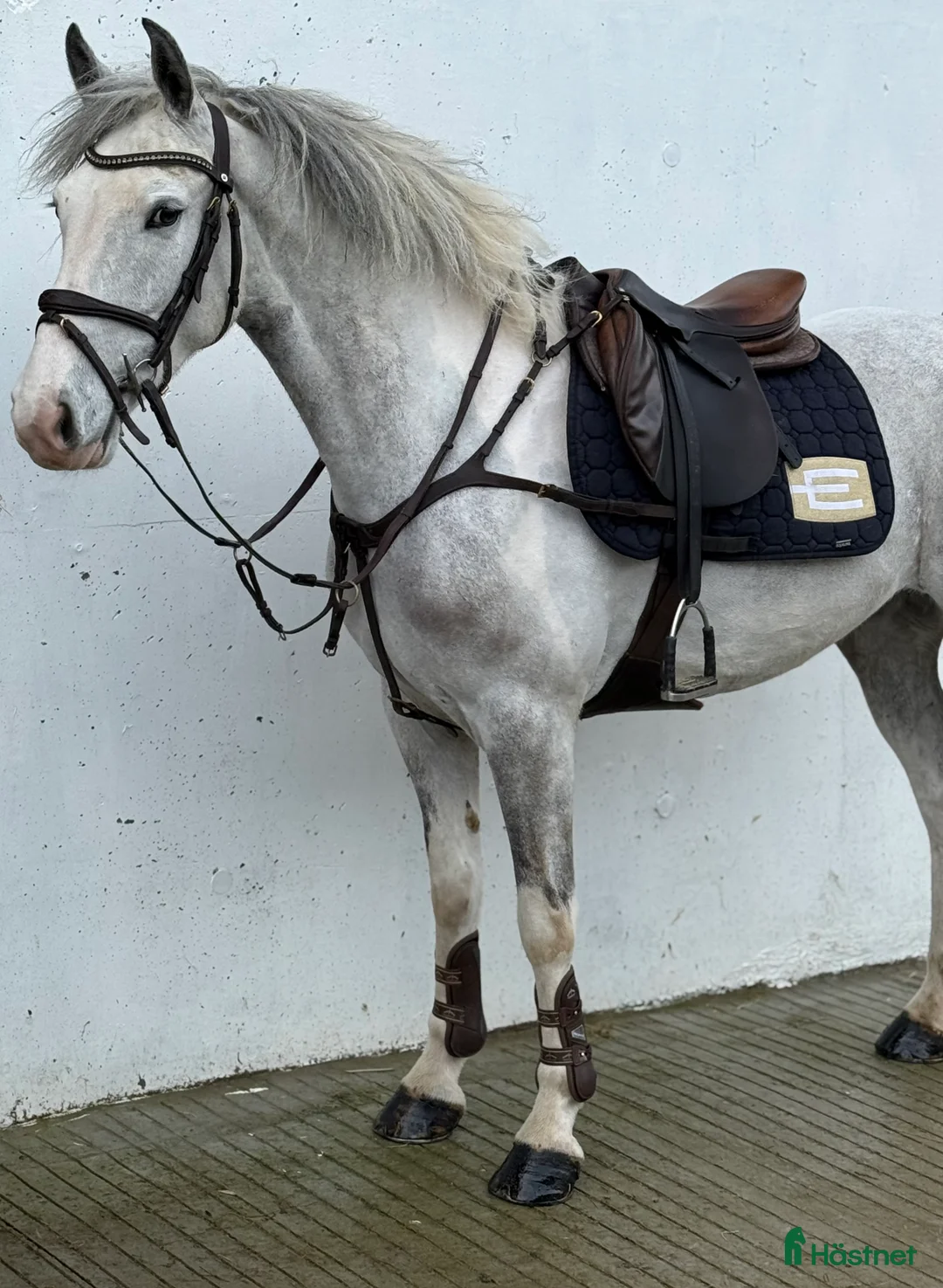 Allround hästar till salu: Super cute 147cm Irish pony  - Annons 1