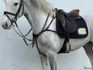 hästar Super cute 147cm Irish pony - Annons 1
