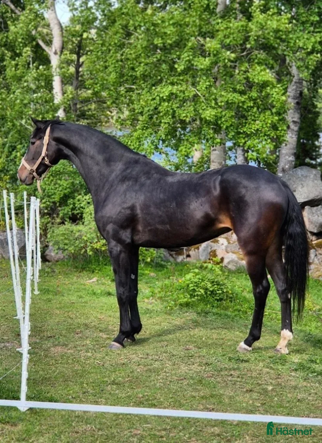 Dressyr hästar till salu: Finaste Maja! - Annons 1
