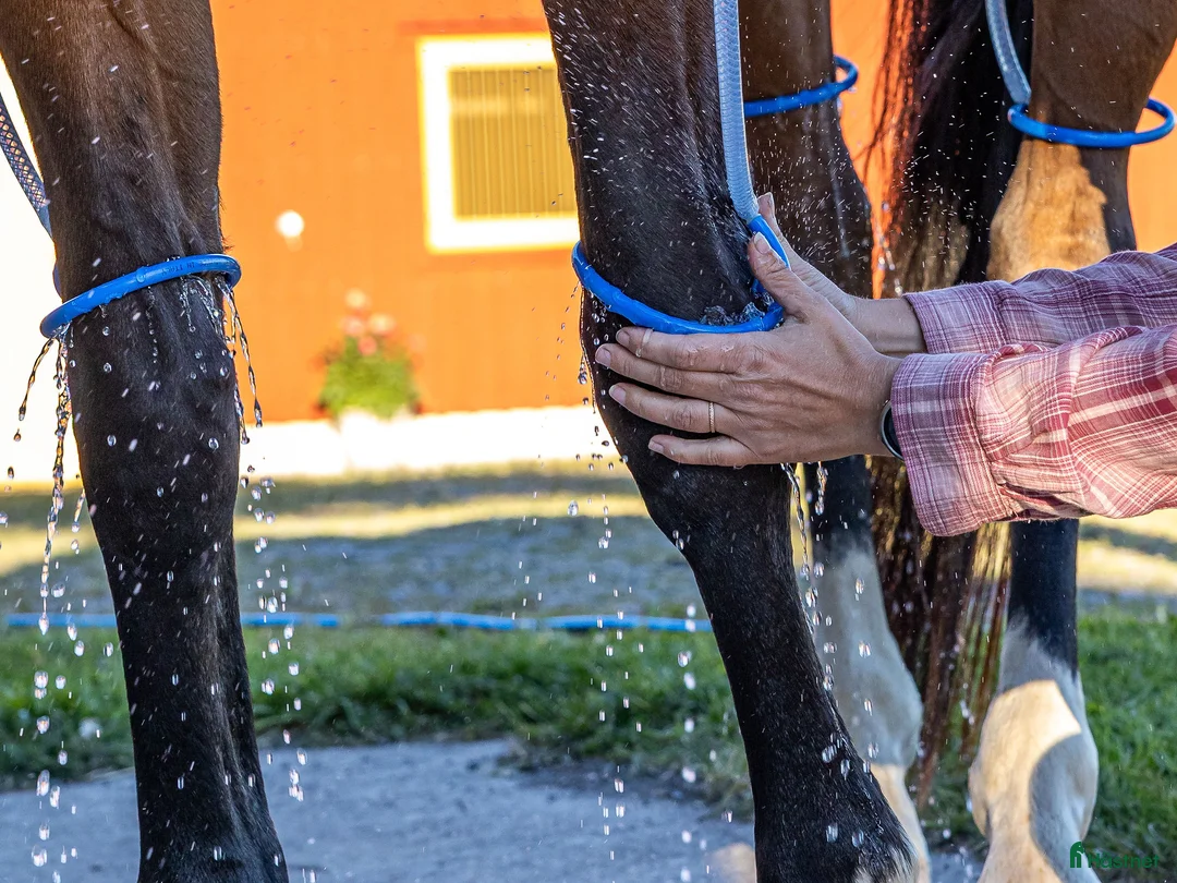  stallplats finnes: Trygg hästpassning, mer än bara bete - Annons 1