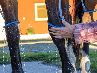 stallplats Trygg hästpassning, mer än bara bete - Annons 1