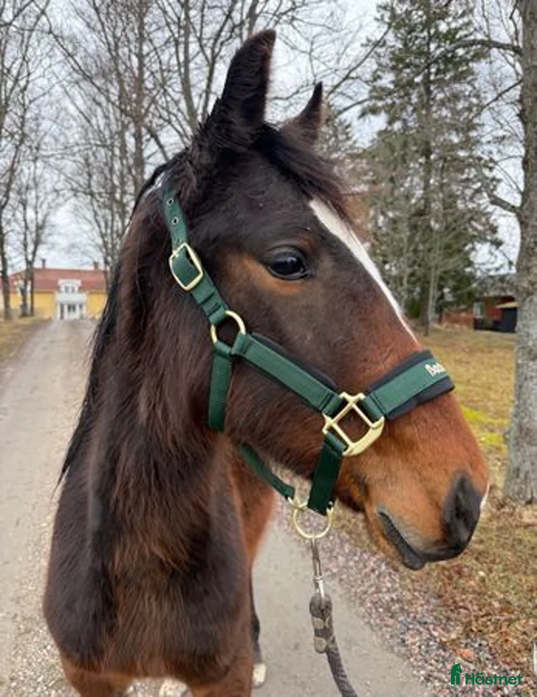 Trav hästar till salu: 1 års hingst e Hayden Hanover - Annons 2