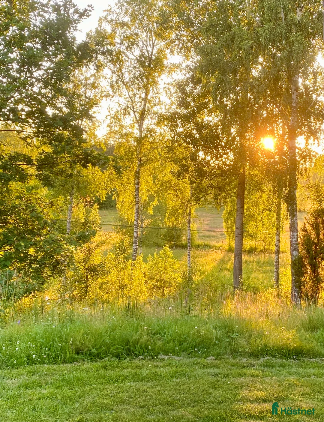  stallplats finnes: Sommarbete 2026 - Annons 2