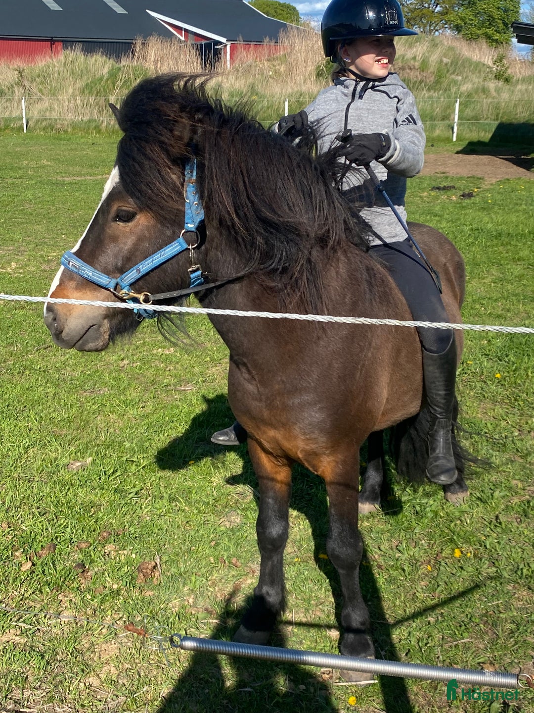  foderhäst finnes: Islandshingst i Kävlinge - Annons 6