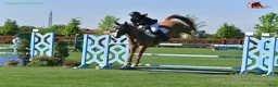  hästjobb finnes: Norway • Italy • Spain • Horses • Shows • Travel🐴 - Annons 4