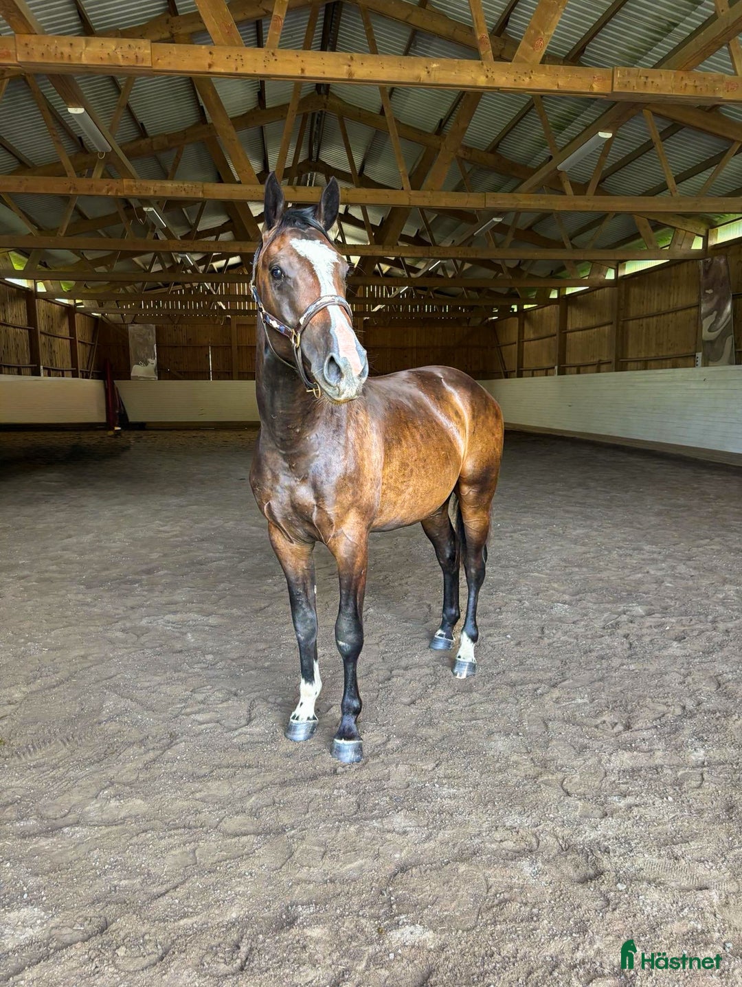  stallplats finnes: Stallplats+ Lösdrift  i Norra Sorunda - Bild 5