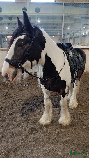  medryttarhäst finnes: Medryttare sökes i Brunflo - Annons 2