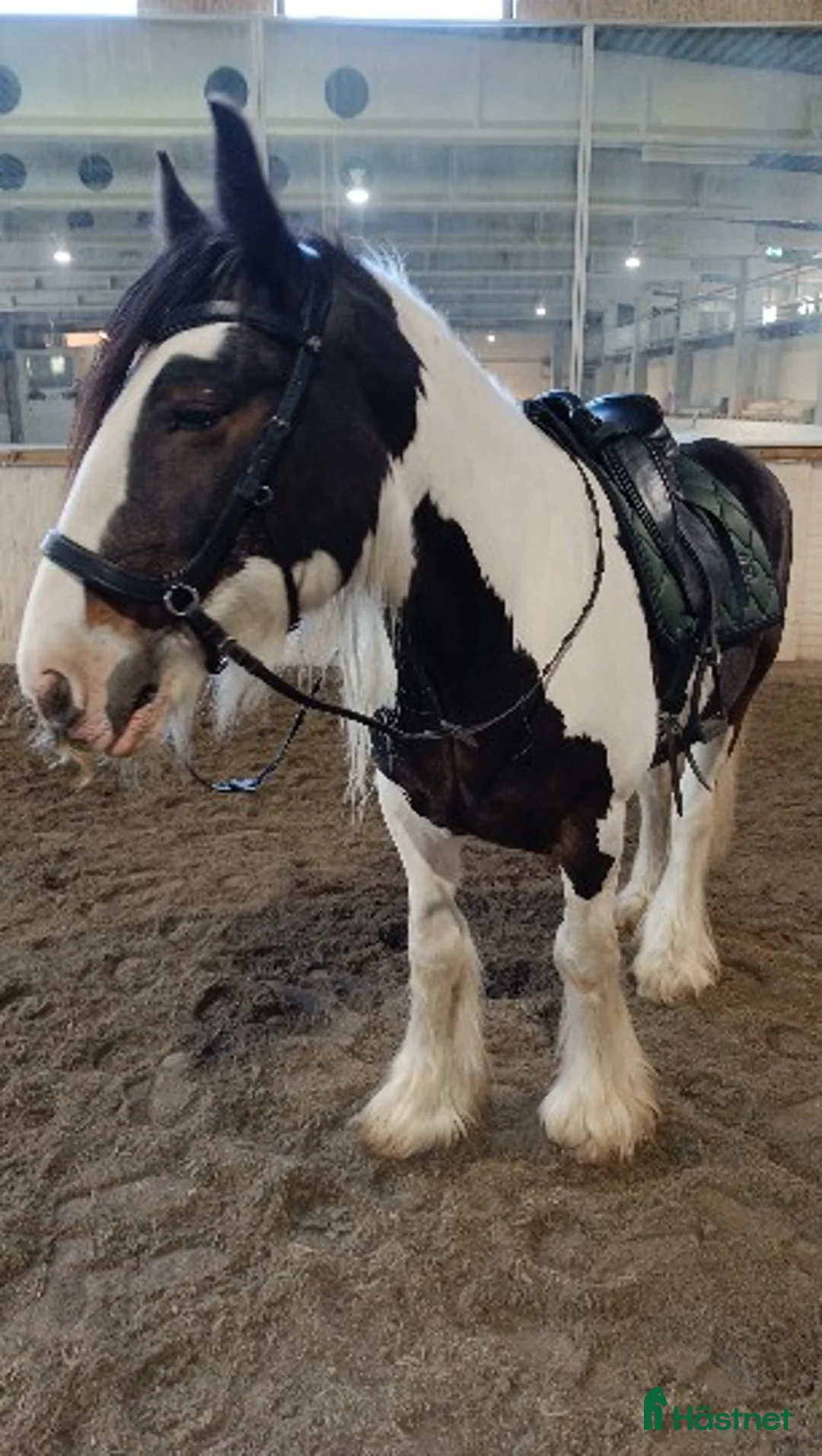  medryttarhäst finnes: Medryttare sökes i Brunflo - Annons 1