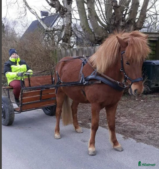 Körsulkys körning till salu: Nyrenoverad Rockard sulky till Island, fjording.. i Kattarp - Annons 1