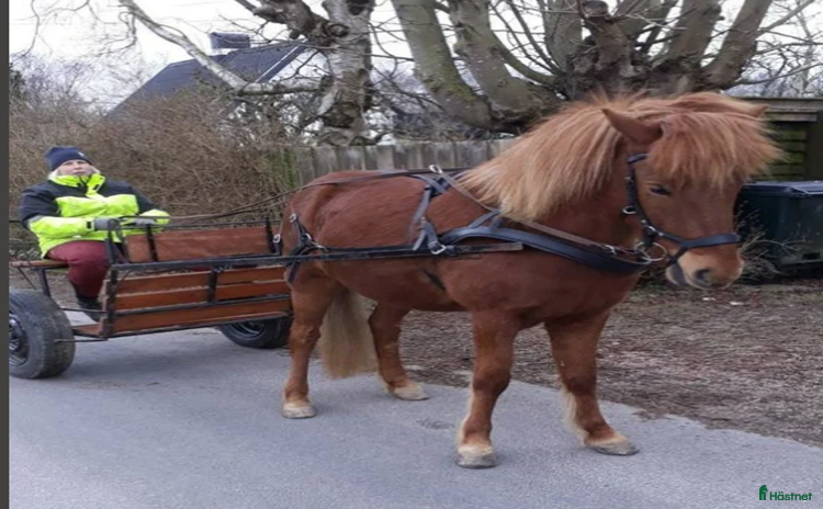 Körsulkys körning till salu i Kattarp - Annons 1