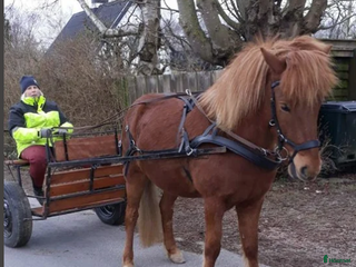Körsulkys körning till salu: Nyrenoverad Rockard sulky till Island, fjording.. i Kattarp - Annons 2
