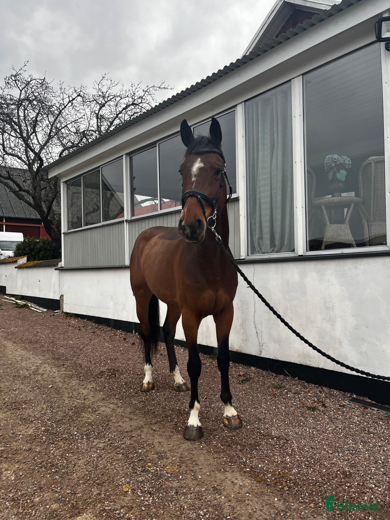  hästar TREVLIG TÄVLINGSHÄST  - Annons 5
